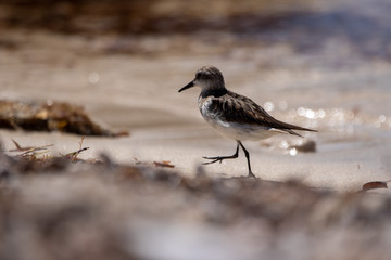 Oyster Catcher wading through the shore