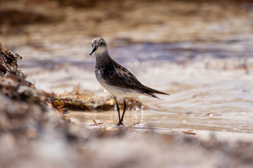 Oyster Catcher wading through the shore