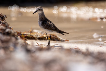 Oyster Catcher wading through the shore