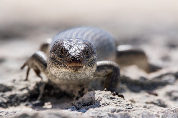 A King's Skink (Egernia kingii) on Rottnest Island, Perth, Western Australia
