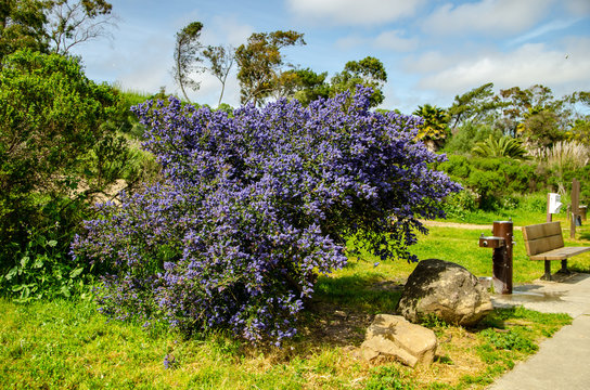 Beautiful blooming purple Californian Ceanothus Thyrsiflorus 