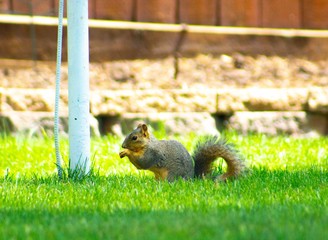 Pandemic Chicks and Adventure Cat Jazz