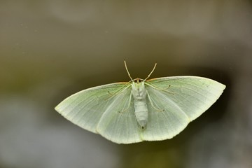 Green-winged tea-spotted moth (Tanaoctenia haliaria)