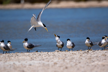 Fairy Turn at Rottnest island sanctuary Sternula nereis