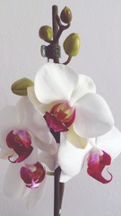 Close-up Of White Orchids Against Wall
