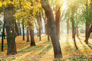Autumn trees in sunny autumn park lit by sunshine. Picturesque landscape with Golden Autumn Trees and Leaves in park. Autumn park sunset scene