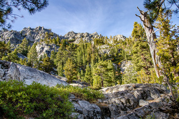 Lake Tahoe wood. Beautiful nature in
California