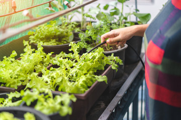 Asian woman gardener watering organic salad plant in plastic plant pot with watering hose,...