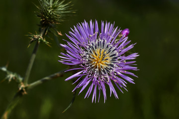 Milk thistle with purple petals