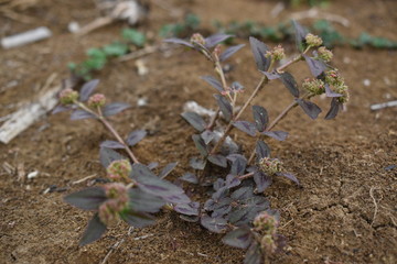 Asthma plant believes having medicinal value among Filipinos