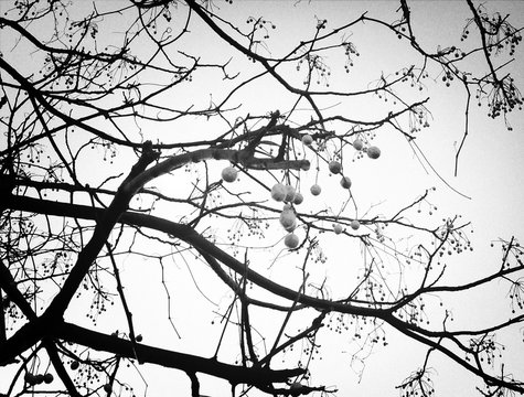 Bare Tree With Fruit