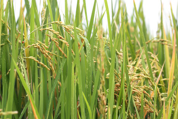 Rice fields of organic farmers
