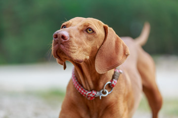 Portrait of a young Magyar Viszlar dog