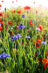 Poppies and cornflowers flowers.Summer wildflowers in the rays of the  sun. Blue and red flowers in green grass. Summer season.