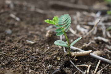A growing river tamarind in the field