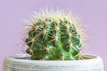 Golden Barrel Cactus, Mother-in-Law's Cushion (Echinocactus grusonii)