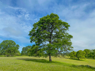 Fototapeta na wymiar Giant Oak in Meadow Along the Darrington Trail in California