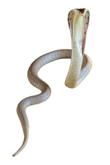 The Cobra snake on white background have path