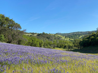 Field of Purple Lupine Along Lake Folsom on the Darrington Trail in California