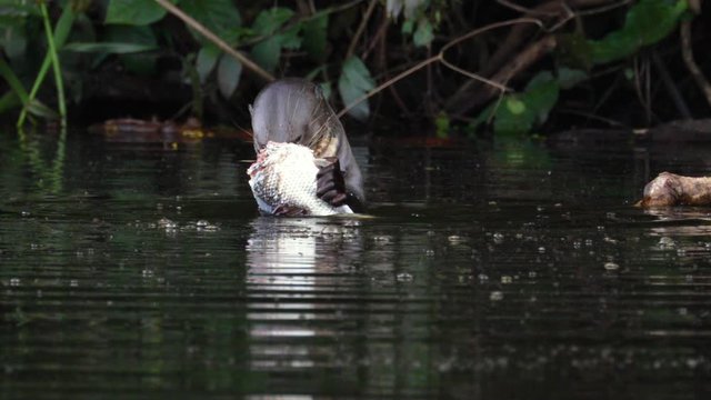 Giant Otter Eating Fish CLOSE UP And other Otter Swims Up Oxbow Lake Peru