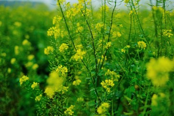 Rapeseed blooming close-up. Rapeseed field.Blooming canola flowers close up.Organic bio  material for rapeseed oil. Eco farming and agriculture.