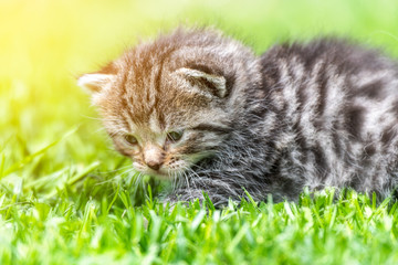 kitten in the green grass