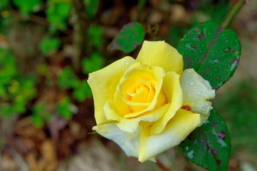 Colorful Roses Shooting in Hsinchu, Taiwan