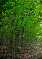 Obraz premium trees in the forest