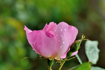 Colorful Roses Shooting in Hsinchu, Taiwan