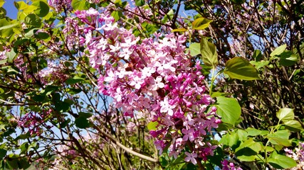 lilac flowers in the garden