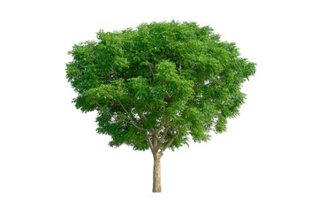 Fototapeta premium Tree isolated on a white background. with clipping path.