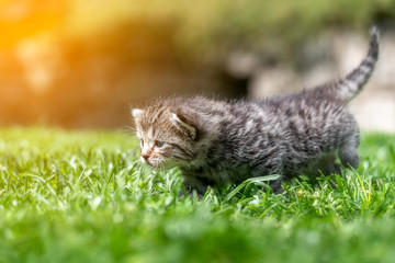kitten in the green grass