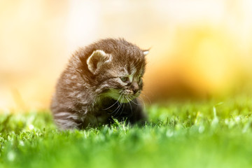 kitten in the green grass