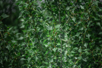 The green leaves of the tree. Beautiful natural background.