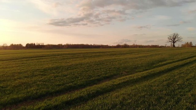 Magnificent sunset scene at plantation in Kuldiga, Latvia.