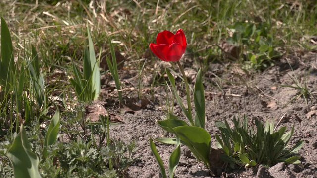 Red tulip on flowerbed in garden. The first spring flowers. Flowering tulip (Tulipa praestans).

