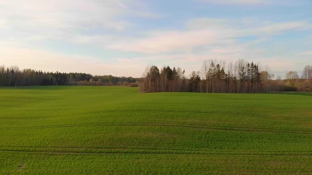 Beautiful cinematic scene in plantation fields. Background of dense vegetation in Kuldiga forests, Latvia.