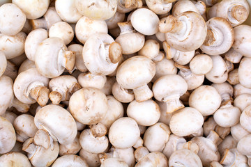 fresh mushrooms champignons close up as a background
