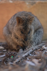 Rottnest island Quokka  Western Australia, Marsupials