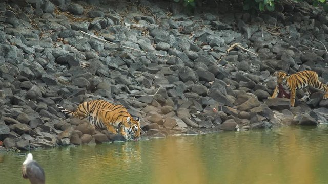 Adorable Tiger cub walks to his mother with rag in the mouth and drops it before greeting her