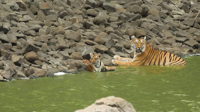 Tigress shows aggression being protective of her cub as both cool in water