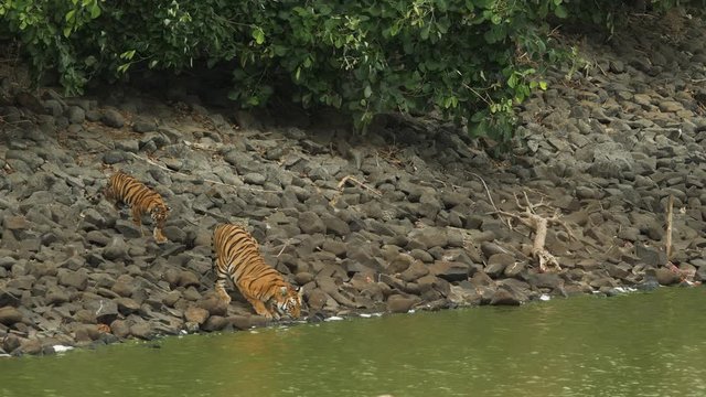Tiger Cub joins it mother at water for a drink on a windy summer morning
