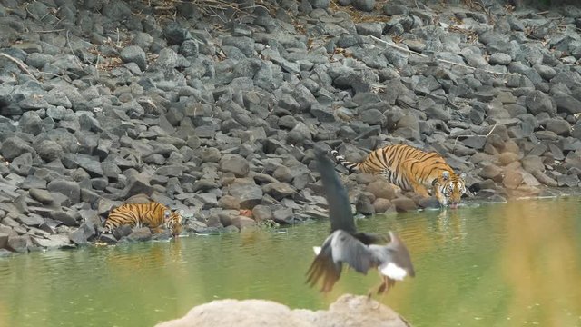 Tiger Mother and her cub drink water at the Jungle Lake as storks play
