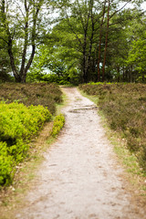 Pathway in the nature, forest