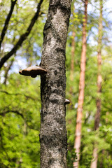 Mushrooms on a tree in the forest