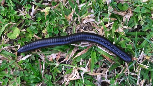 Millipede crawling in the grass in South Africa.