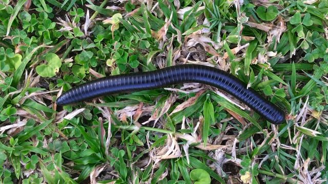 Black millipede crawling in the grass in South Africa.