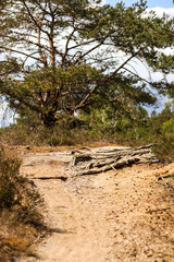 Pathway in the nature, forest