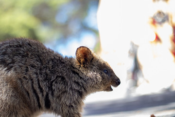 Rottnest island Quokka  Western Australia, Marsupials