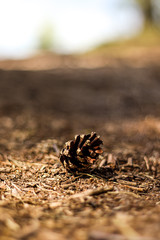 Single Pinecone in the woods, forest